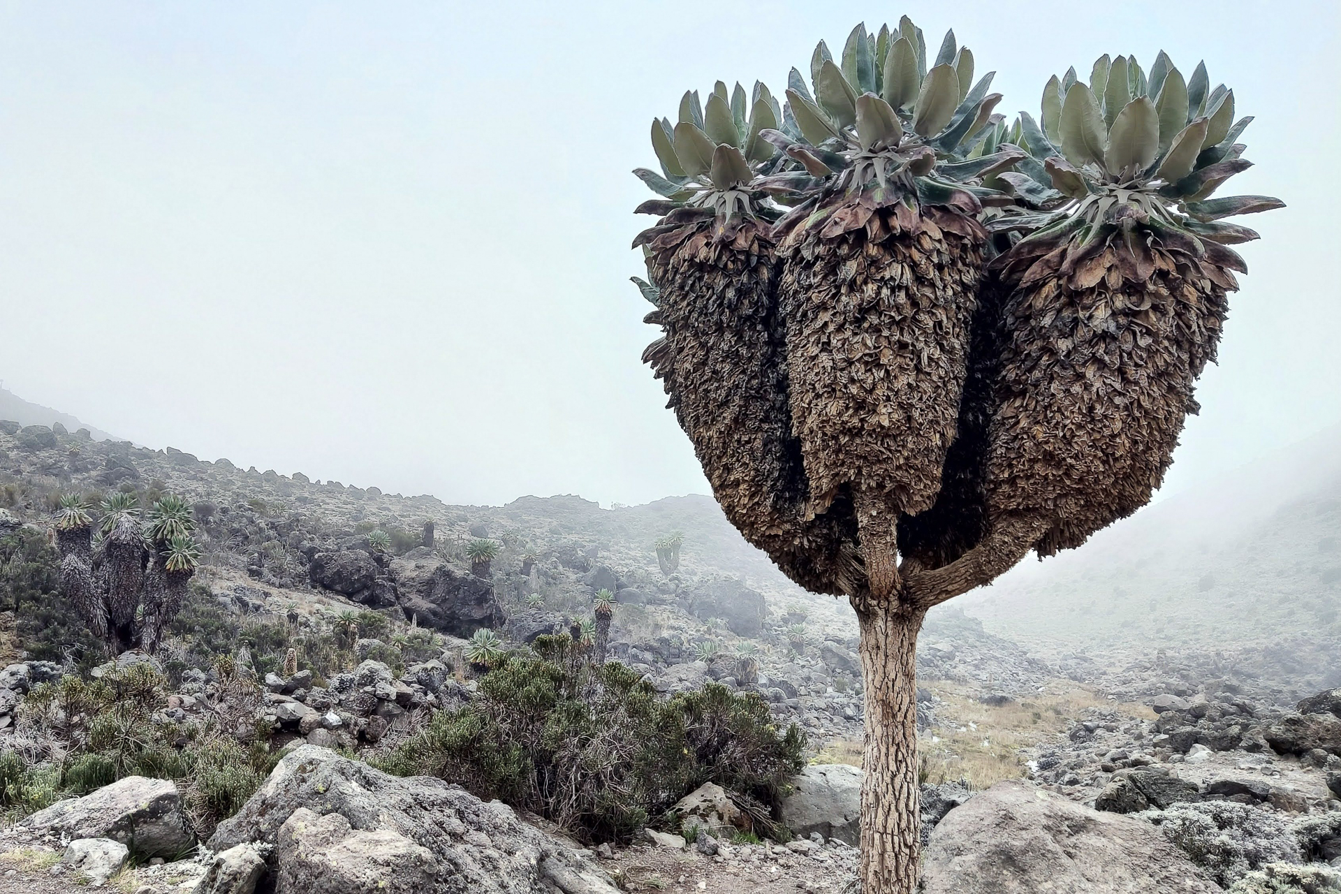 Végétation du Kilimandjaro