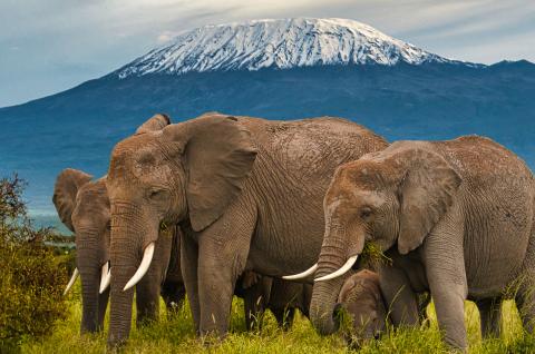 Troupeau d'éléphants devant le mont Kilimandjaro dans le pac d'Amboseli