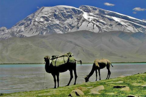 Chameaux paissant au bord d'un lac d'altitude au pied du Muztagh Ata, sommet glaciaire enneigé du Xinjiang