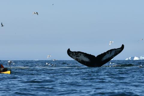 Kayakiste et Baleine à bosse au Groenland