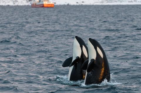 Observation d'orques résidentes en spyhopping dans les fjords de Troms en Norvège