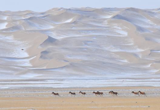 Expédition dans l'Altyn Tagh