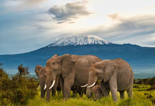 Eléphants devant le Kilimandjaro à Amboseli