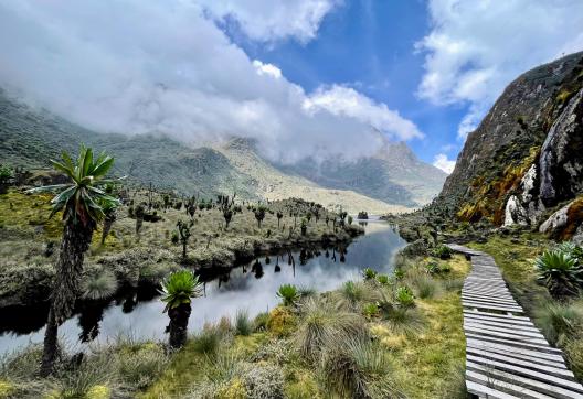 Ascension des Rwenzori et safari en Ouganda