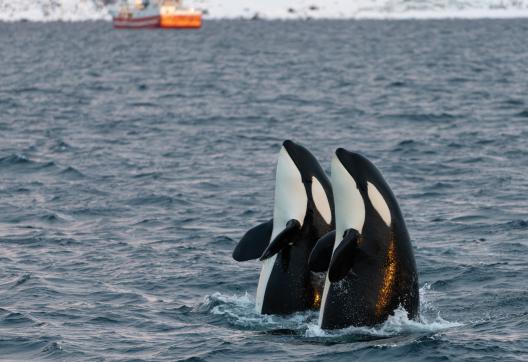 Spy hopping d'Orques en Norvège