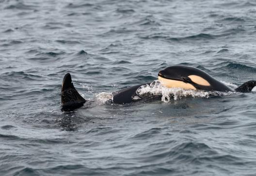 Voyage nature au contact d'une orque et son petit dans les eaux arctiques de Troms