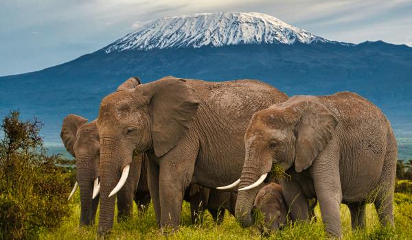 Troupeau d'éléphants devant le mont Kilimandjaro dans le pac d'Amboseli