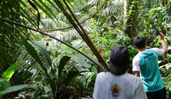 Expédition lors d'une traversée dans la jungle Matses