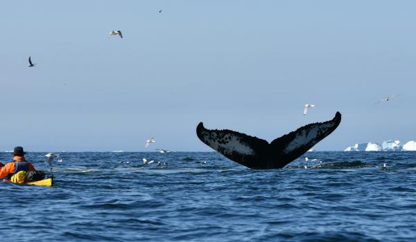 Kayakiste et Baleine à bosse au Groenland
