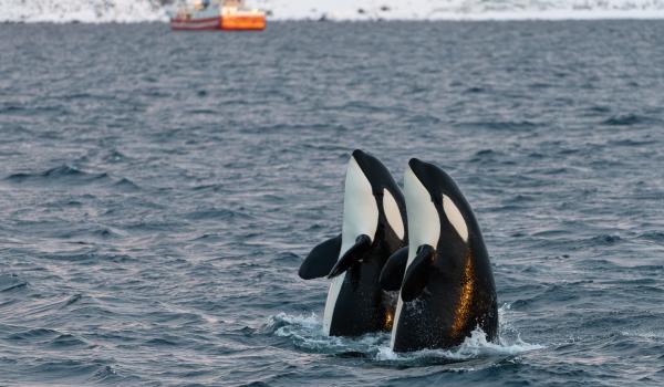 Spy hopping d'Orques en Norvège