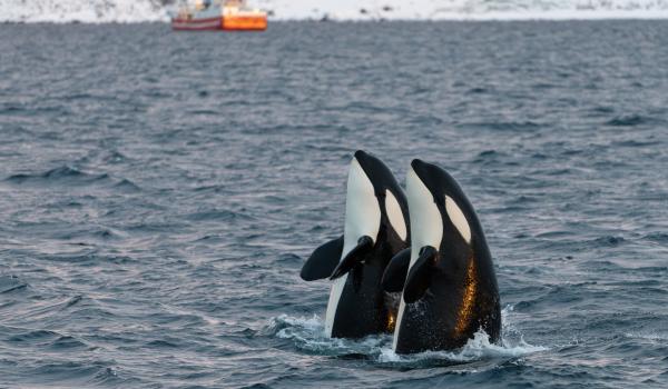Observation d'orques résidentes en spyhopping dans les fjords de Troms en Norvège