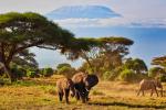 Ascensions du mont Kenya et du Kilimandjaro Troupeaux d'éléphants devant le mont Kilimandjaro à Amboseli