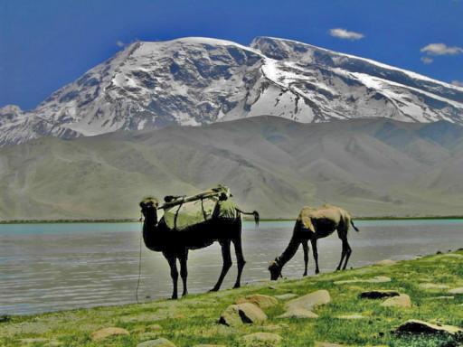 Chameaux paissant au bord d'un lac d'altitude au pied du Muztagh Ata, sommet glaciaire enneigé du Xinjiang