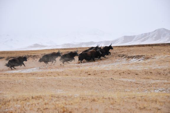 Expédition dans l'Altyn Tagh
