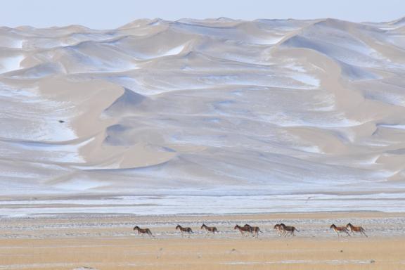 Expédition dans l'Altyn Tagh