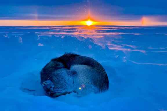 Expédition avec un chien endormi dans la neige sous le coucher de soleil
