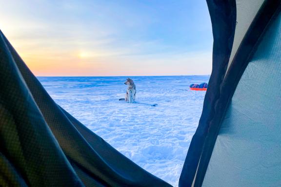 Expédition Chien assis dans la neige, photo prise depuis la tente