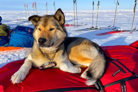 Expédition avec un chien assis sur la pulka au Canada