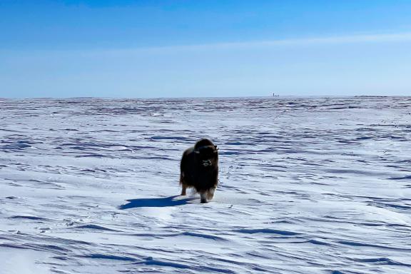 Expédition avec boeuf musqué dans l'immensité