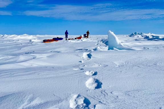 Expédition avec skieurs en pause à côté de traces d'ours