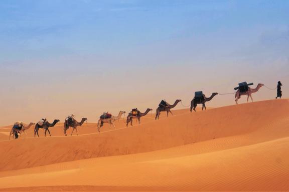 Randonnée et caravane de chameaux
