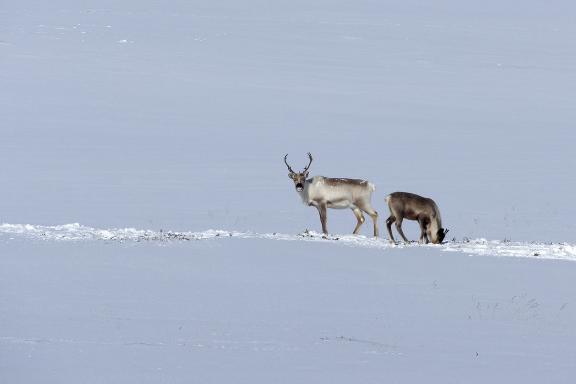 Expédition en snowkite en Norvège