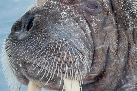 Expédition en snowkite en Norvège