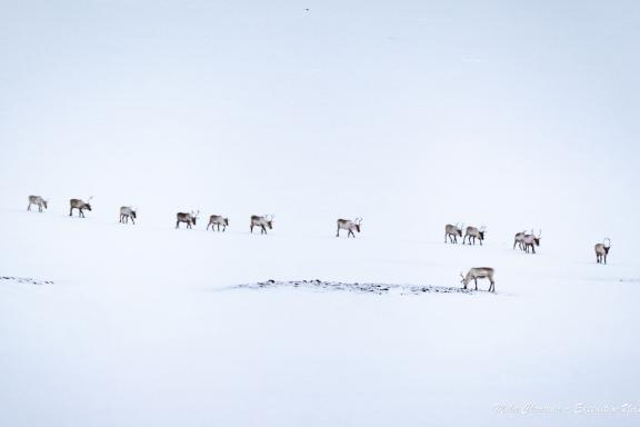 Expédition en snowkite en Norvège