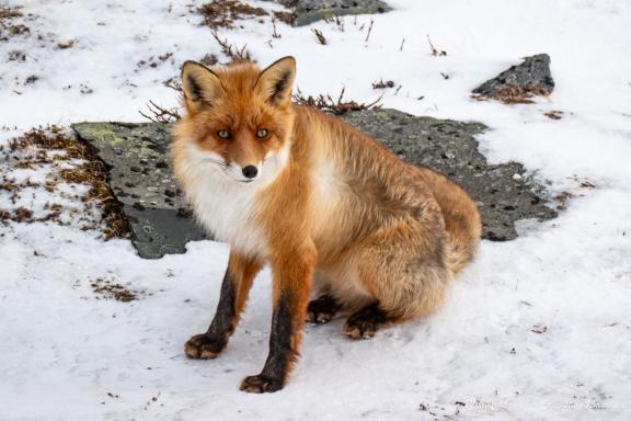 Expédition en snowkite en Norvège