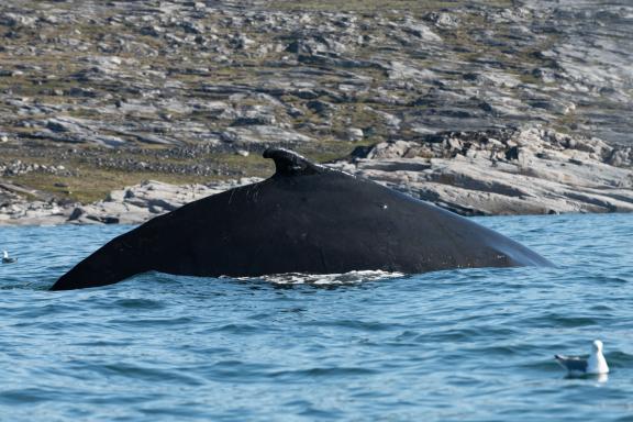 Baleine à Bosse au Groenland