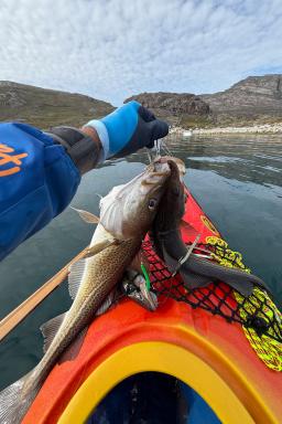 Cabillauds fraichement pêchés depuis le kayak