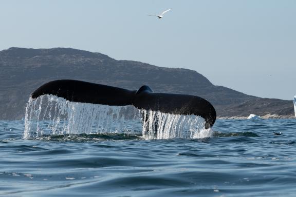 Nageoire Caudale d'une Baleine à Bosse au Groenland
