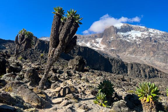 Ascension du Kilimandjaro à 5895 mètres voie Machame