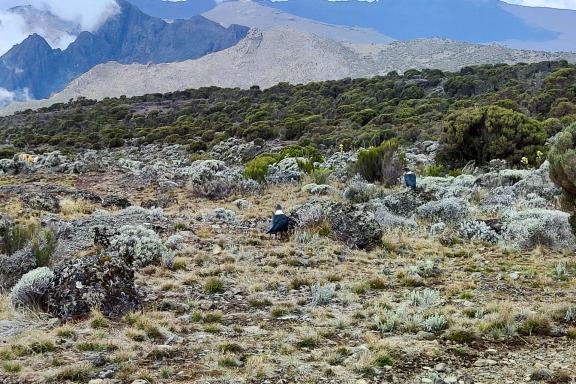 Ascension du Kilimandjaro à 5895 mètres en Tanzanie