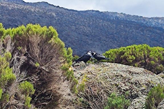 Ascension du Kilimandjaro à 5895 mètres en Tanzanie