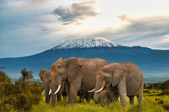 Eléphants devant le Kilimandjaro à Amboseli