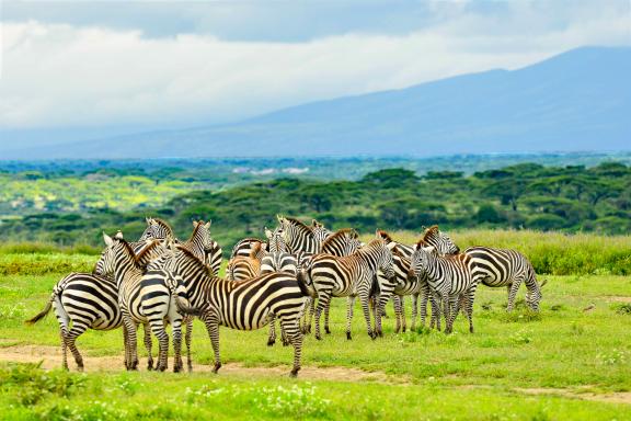 Découverte d'un troupeau de zèbres à Serengeti