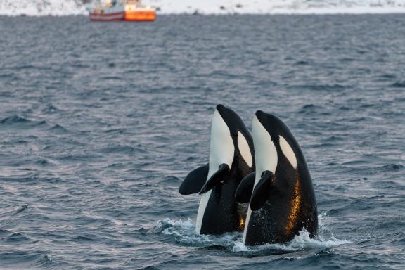 Spy hopping d'Orques en Norvège