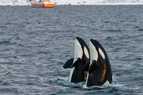 Spy hopping d'Orques en Norvège