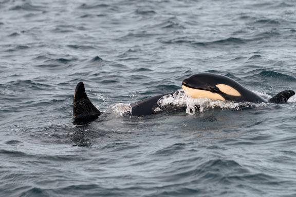 Voyage nature au contact d'une orque et son petit dans les eaux arctiques de Troms