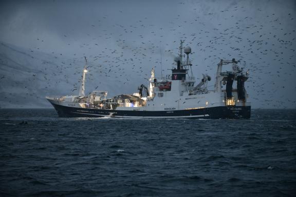 Découverte d'un chalutier de pêche aux harengs entouré d'oiseaux dans les fjords de Troms en hiver