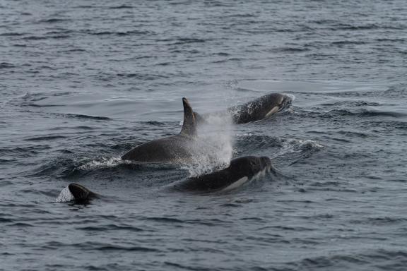 Observation d'un pod d'orques en chasse aux harengs dans les fjords arctiques de Norvège