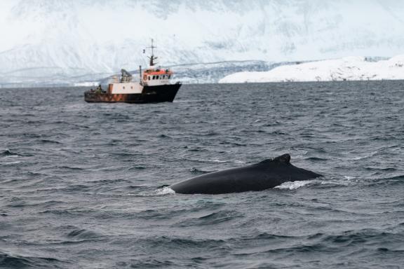 Observation d'une baleine à bosse en surface devant un glacier dans les fjords de l'Arctique norvégien