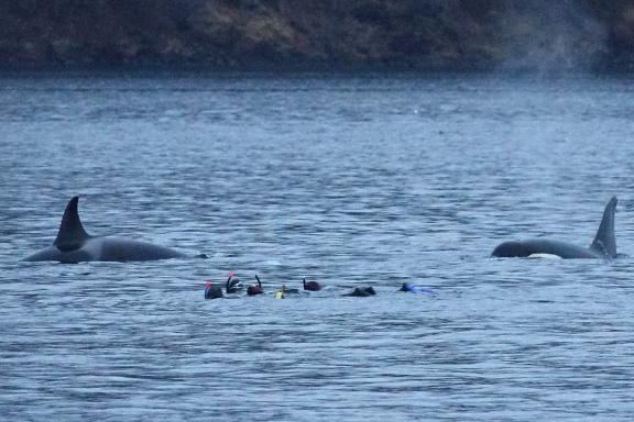 Snorkeling au milieu des orques résidentes dans les fjords de l'île de Kågen en Norvège