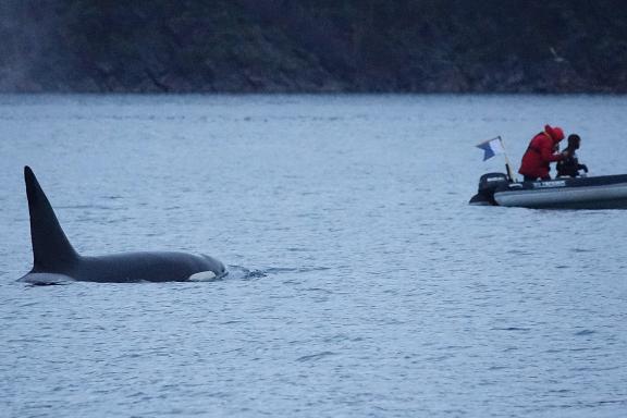 Rencontre en zodiac avec une orque résidente dans les fjords de l'île de Kågen en Norvège