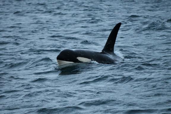 Observation rapprochée d'une orque résidente dans les eaux froides des fjords de Troms en Norvège