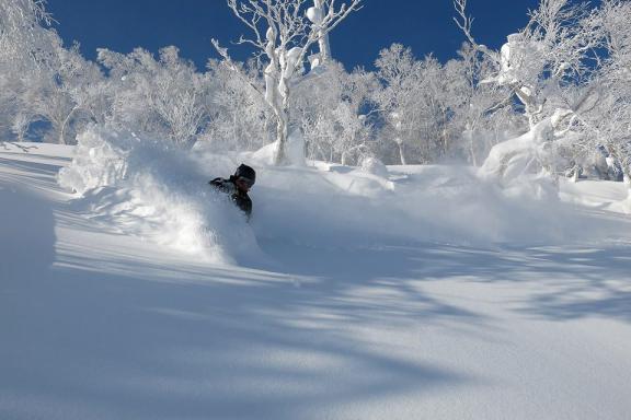 Ski hors-piste dans la Japow entre les bouleaux enneigés d’Hokkaido